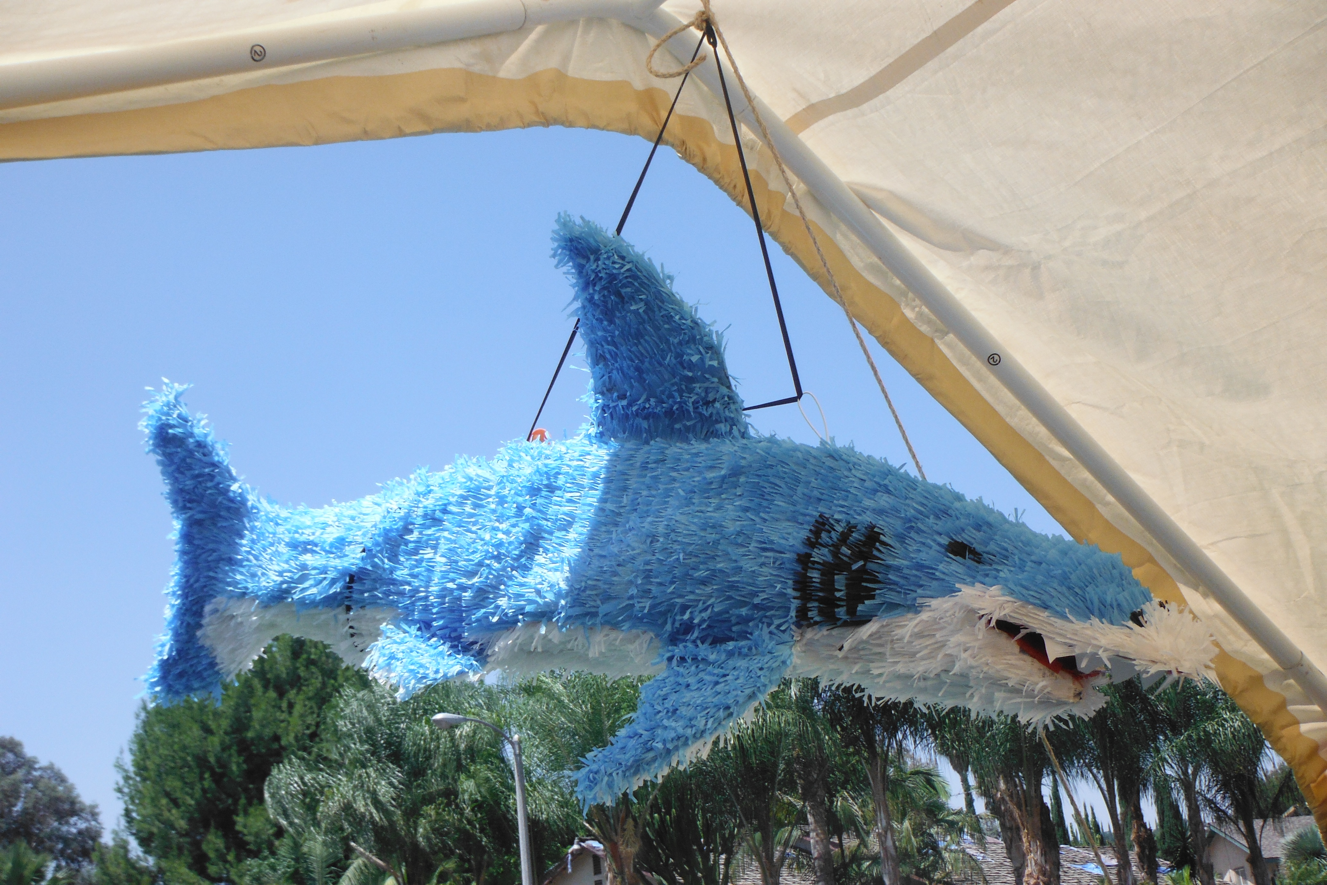 Shark   Piñata Boy