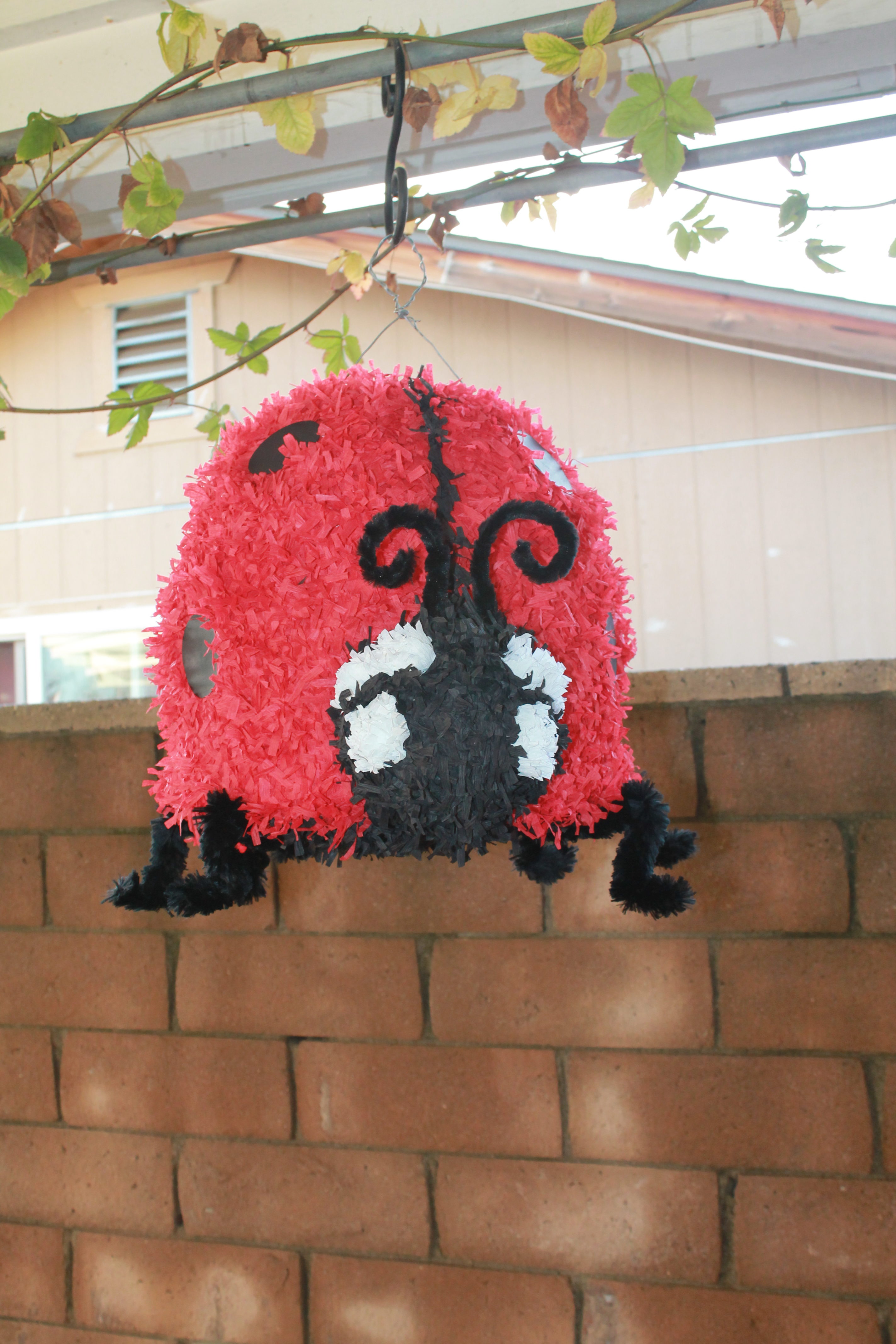 Ladybug - Piñata Boy